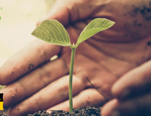 Bayer Kartonagen ist Stammteilnehmer des ÖKOPROFIT-Programms